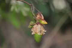 Cochlospermum regium