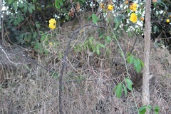 Cochlospermum regium
