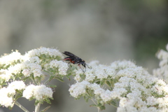 Episyron conterminus cressoni