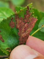 Acalitus longisetosus