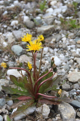 Taraxacum brevicorne