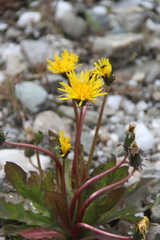 Taraxacum brevicorne