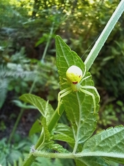 Misumena spinifera