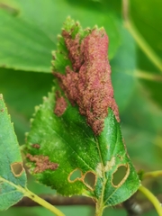 Acalitus longisetosus