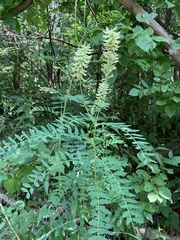 Astragalus canadensis