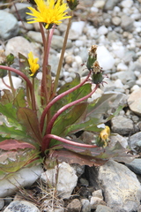 Taraxacum brevicorne