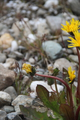 Taraxacum brevicorne
