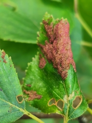 Acalitus longisetosus