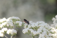 Episyron conterminus cressoni