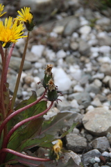 Taraxacum brevicorne