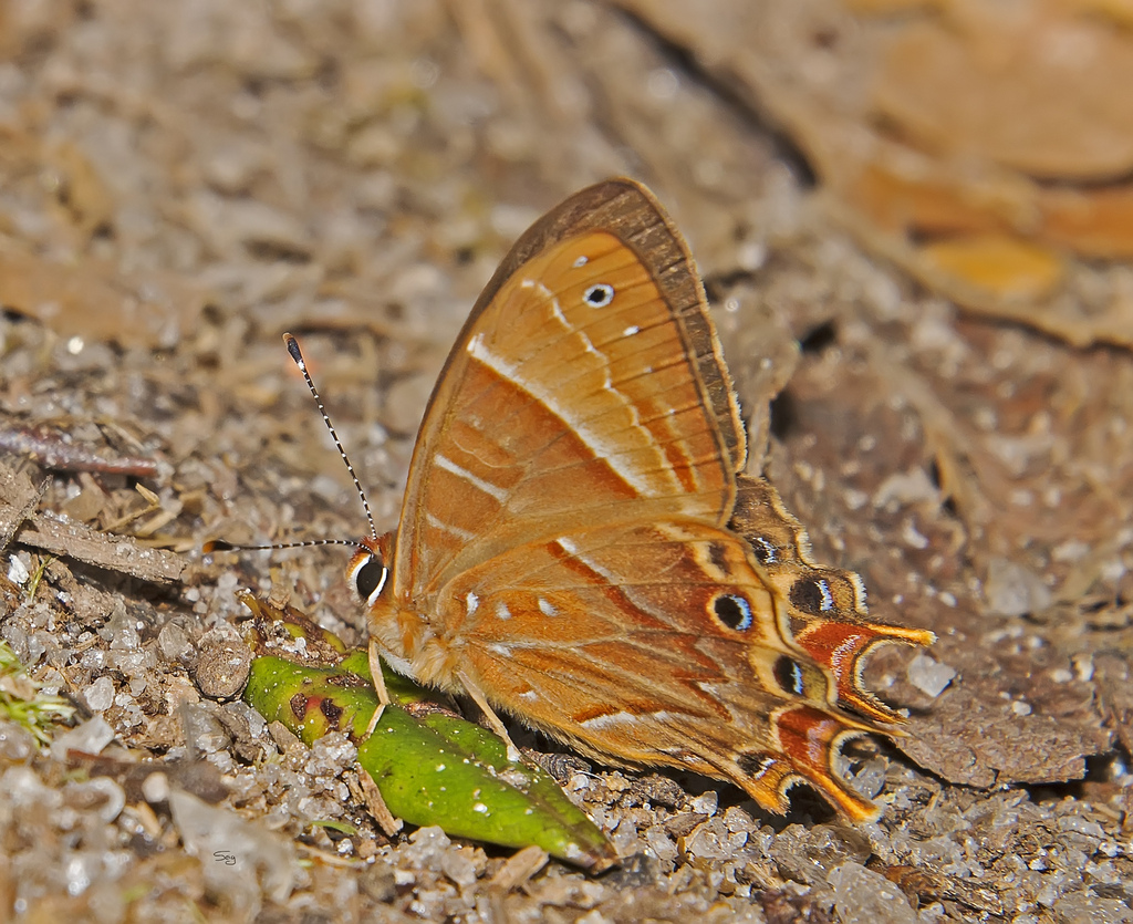 Saribia perroti