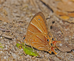 Saribia perroti