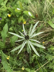 Omalotheca norvegica