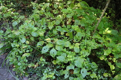 Plectranthus fruticosus