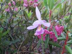 Media resource of Pogonia ophioglossoides