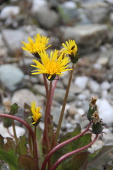 Taraxacum brevicorne