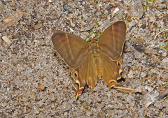 Saribia perroti