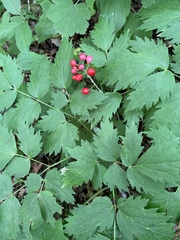 Actaea rubra