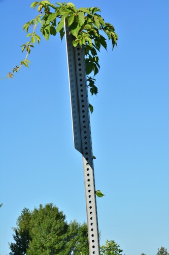 Parthenocissus quinquefolia