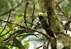 Lampornis
