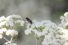 Episyron conterminus cressoni