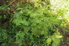 Pteris dentata
