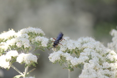 Episyron conterminus cressoni