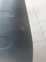 Neomochtherus geniculatus