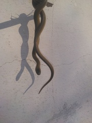 Paraphimophis rusticus