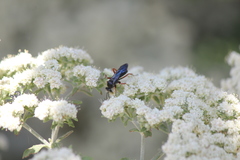 Episyron conterminus cressoni