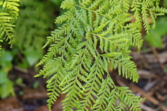 Pteris dentata