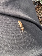 Nitidolimonius resplendens