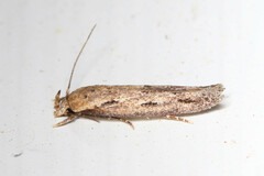 Mompha brevivittella