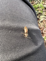 Nitidolimonius resplendens