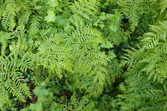 Pteris dentata