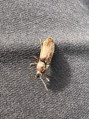 Nitidolimonius resplendens