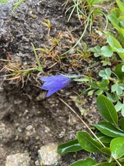 Campanula lasiocarpa
