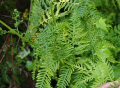 Pteris dentata