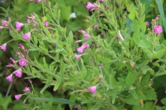 Epilobium hirsutum