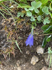 Campanula lasiocarpa