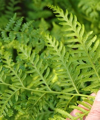 Pteris dentata