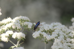 Episyron conterminus cressoni