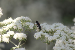 Episyron conterminus cressoni