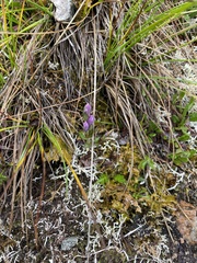 Gentianella propinqua