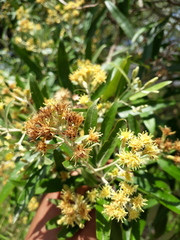 Moquiniastrum polymorphum polymorphum