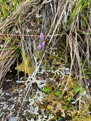 Gentianella propinqua