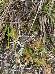 Gentianella propinqua
