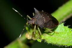 Mitripus acutus