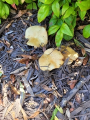 Pleurotus levis