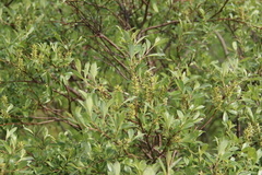 Salix uralicola